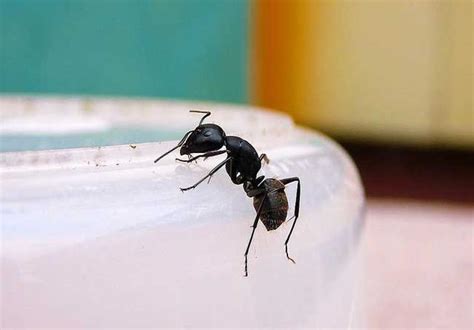 台灣名人墓園 家裡有小螞蟻